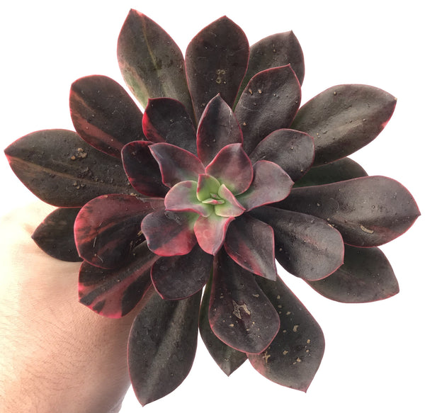 Echeveria 'Hanaikada' Variegated 8" Extra Large Succulent Plant