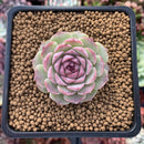 Echeveria 'Charles Rose' 1"-2" Succulent Plant