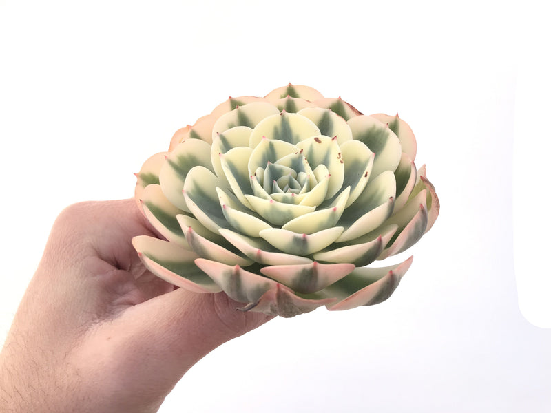 Echeveria 'Compton Carousel' Variegated 5" Succulent Plant