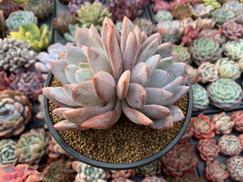 Echeveria 'Ivory' Double Headed Cluster 5" Powdery Succulent Plant