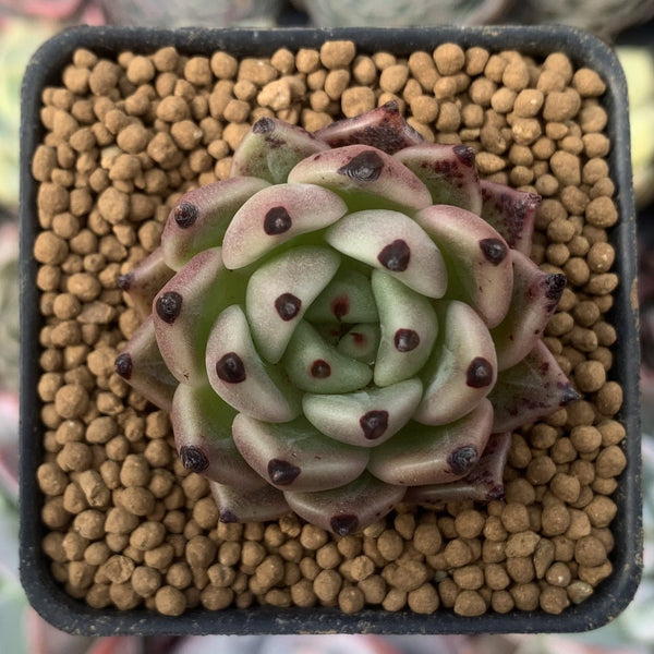 Echeveria Agavoides 'Black Cat' 1" Succulent Plant