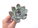 Echeveria 'Trumso' 4" Succulent Plant