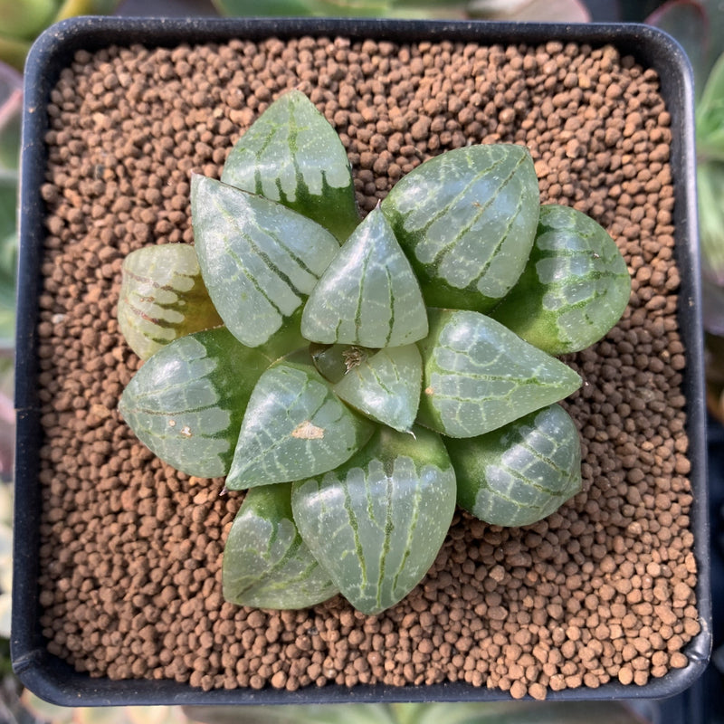 Haworthia Comptoniana Hybrid 2" Succulent Plant