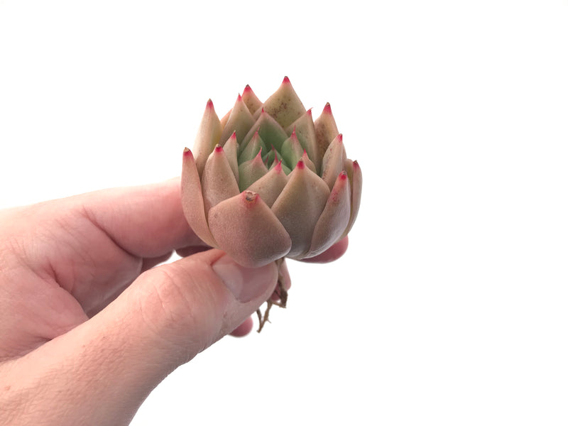 Echeveria Agavoides 'Hongja' New Hybrid 1"-2" Succulent Plant