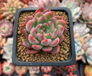 Echeveria Agavoides 'Forte' 2" Succulent Plant