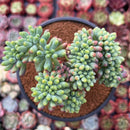 Sedum 'Pachyphyllum' Crested 3" Succulent Plant