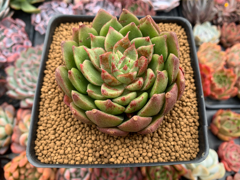 Echeveria Agavoides 'Candy Candy' 3"-4" Succulent Plant