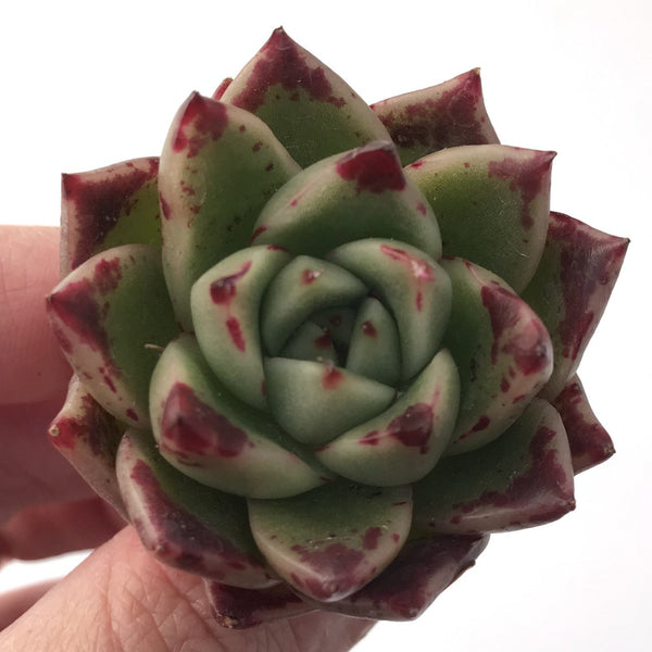 Echeveria Agavoides 'Kobane' 1" New Hybrid Succulent Plant