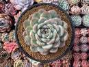 Echeveria 'Yusuke' 5" Large Powdery Succulent Plant