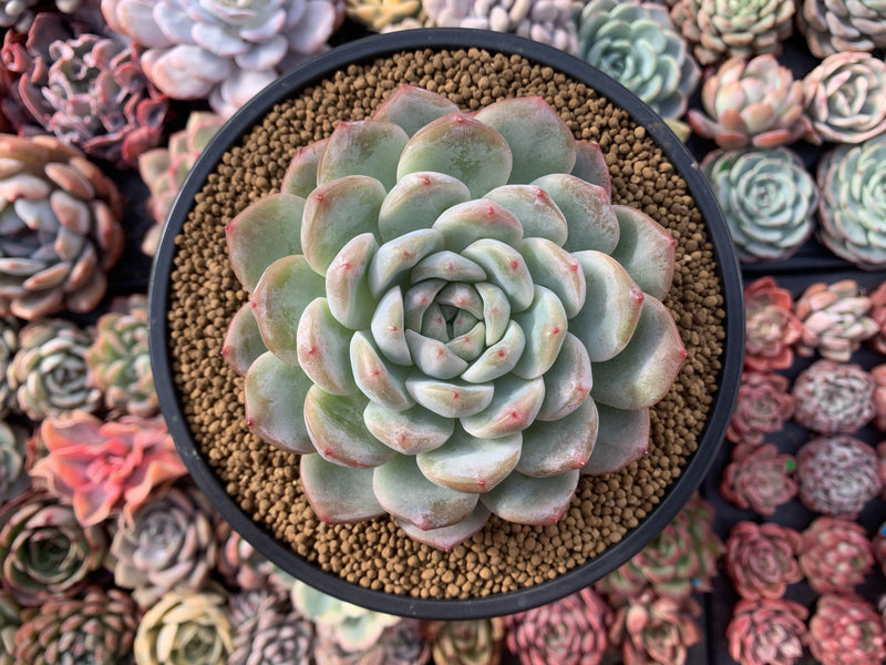 Echeveria 'Yusuke' 5" Large Powdery Succulent Plant