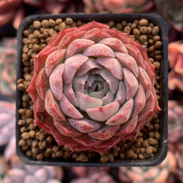 Echeveria 'Charles Rose' 1"-2" Succulent Plant