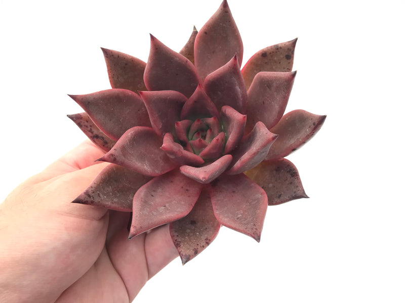 Echeveria Agavoides 'Red Ebony' Large Specimen 6" Rare Succulent Plant