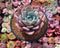 Echeveria 'Giant Purple' 4"-5" Powdery Succulent Plant