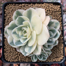 Echeveria 'Compton Carousel' Variegated 4" Cluster Succulent Plant