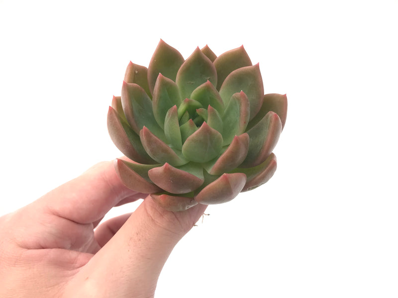 Echeveria Agavoides 'Chimera' 3" Succulent Plant