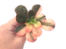 Echeveria 'Primadonna' Variegated 3"-4" Succulent Plant