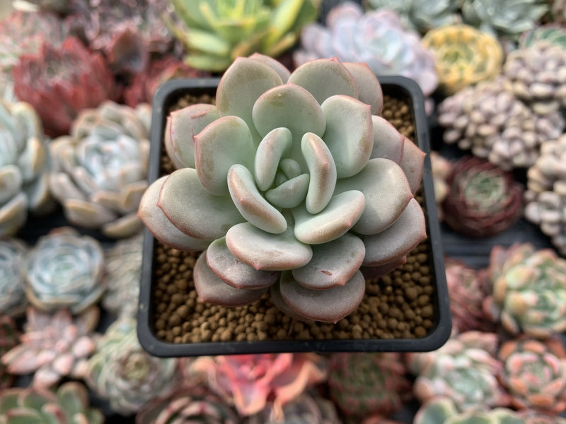 Echeveria 'Ice Cream' 3" Succulent Plant