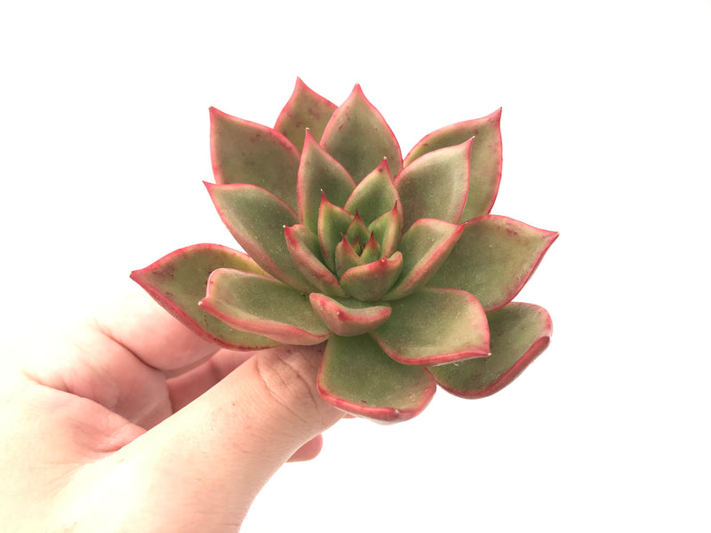 Echeveria Agavoides 'Padma' 4" Succulent Plant