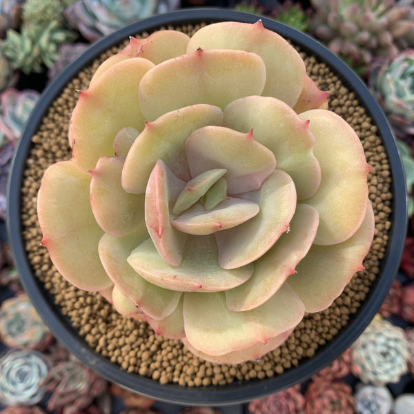 Echeveria 'Lemon Tree' 5" Large Succulent Plant