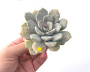 Echeveria 'Tiramisu' 3" Powdery Succulent Plant