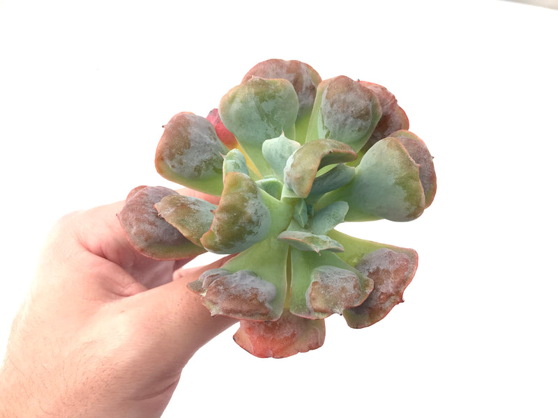 Echeveria 'Hearts Delight' 4" Rare Succulent Plant