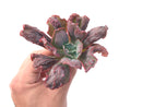 Echeveria 'Linguas' 3"-4" Succulent Plant