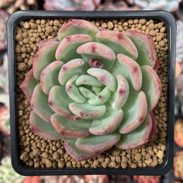 Echeveria 'Hongye' 2" Succulent Plant