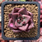 Echeveria Agavoides 'Red Ebony' 1"-2" Succulent Plant