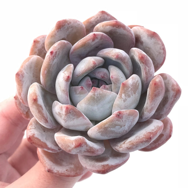 Echeveria Orange Monroe 3” Rare Succulent Plant