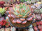 Echeveria 'Star Mark' Extra Large 6"-7" Powdery Succulent Plant