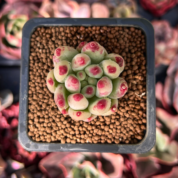 Pachyphytum 'Yeonji' 1" Succulent Plant