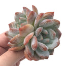 Echeveria 'Elegans Potosina' 2" Powdery Succulent Plant