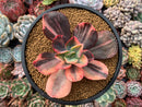 Echeveria 'Primadonna' Variegated 4" Succulent Plant