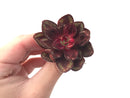 Echeveria 'Nodulosa' 2" Succulent Plant