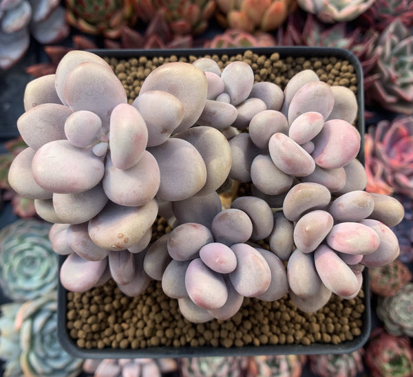 Graptopetalum 'Amethystinum' Cluster 4"-5" Succulent Plant