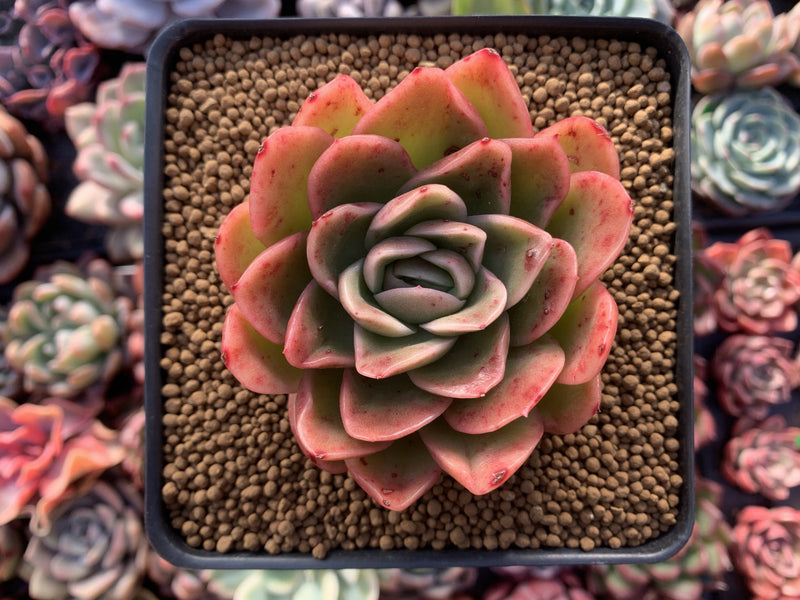 Echeveria Agavoides 'Raja' 3" Succulent Plant