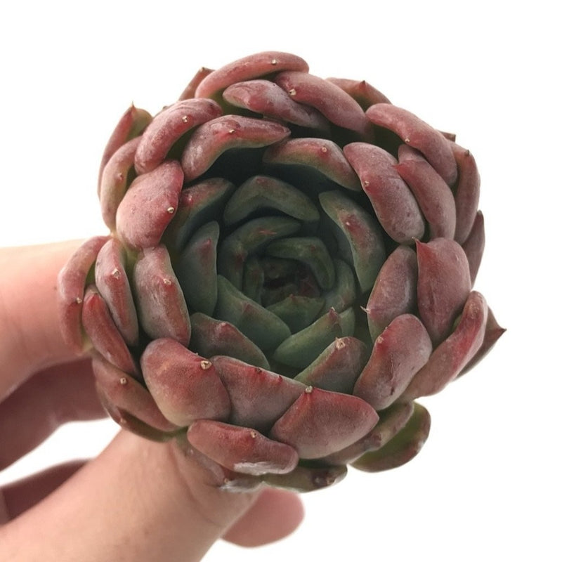 Echeveria 'Cortes' 2" Succulent Plant