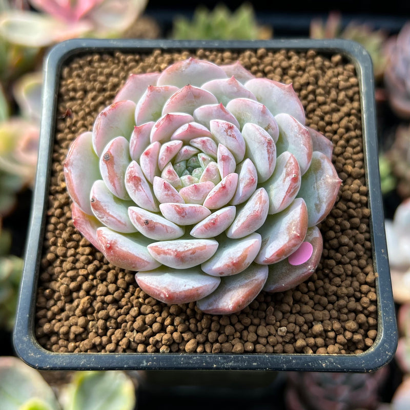 Echeveria 'Amazing Grace' 1" Succulent Plant