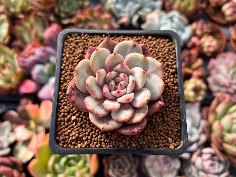 Echeveria 'Ariel' 2" Succulent Plant