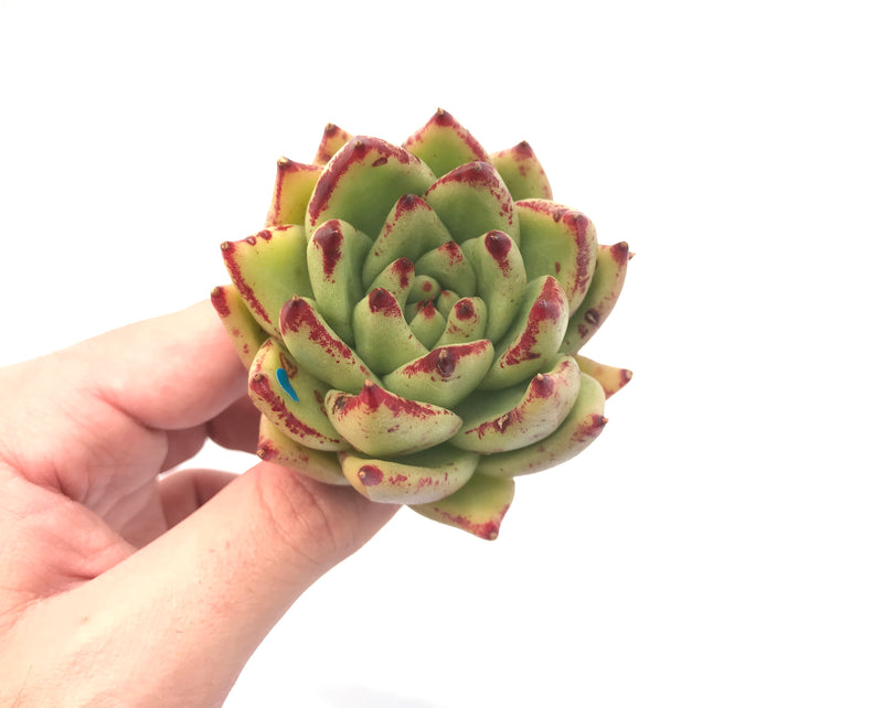 Echeveria Agavoides ‘Freckled Maria’ 3” Rare Succulent Plant