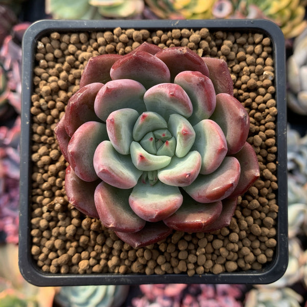 Echeveria 'Apple Pie' 2"-3" New Hybrid Succulent Plant