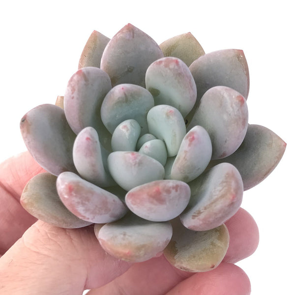 Echeveria 'Monroe Queen' 1"-2" Powdery Succulent Plant