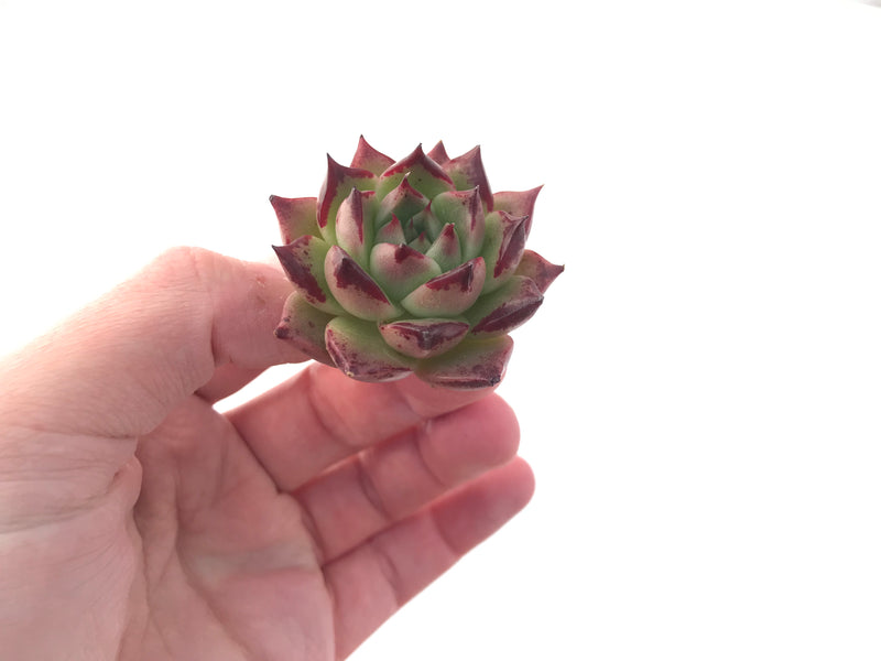 Echeveria Agavoides 'Super Bee' 1"-2" New Hybrid Succulent Plant