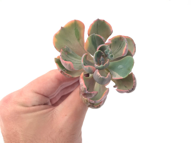 Echeveria 'Hearts Delight' Variegated AKA 'Beyonce Rainbow' 3"-4" Succulent Plant