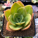 Echeveria 'Jude' 2" Succulent Plant