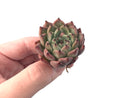 Echeveria 'Red Tips' 1"-2" Succulent Plant