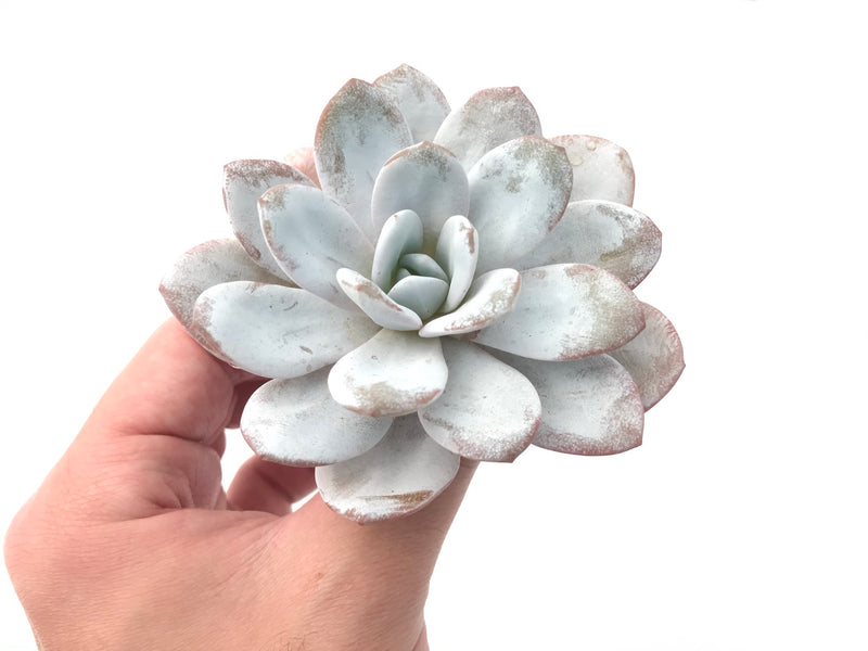 Echeveria 'Laui' 3"-4" Powdery Succulent Plant