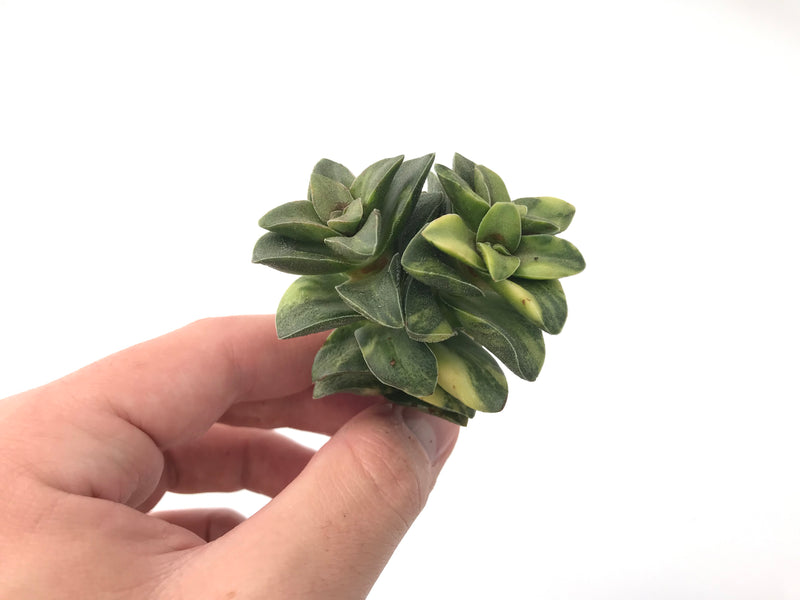 Crassula 'Spring Time’ Variegated 2"-3" Succulent Plant