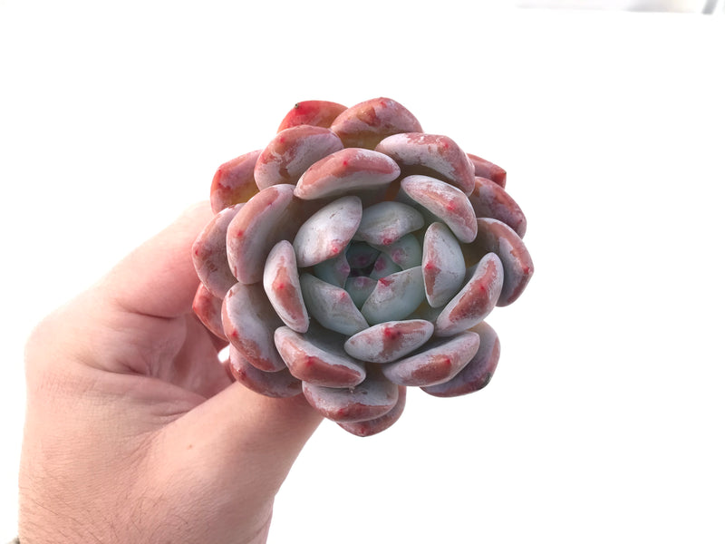 Echeveria 'Orange Monroe' 3" Powdery Succulent Plant