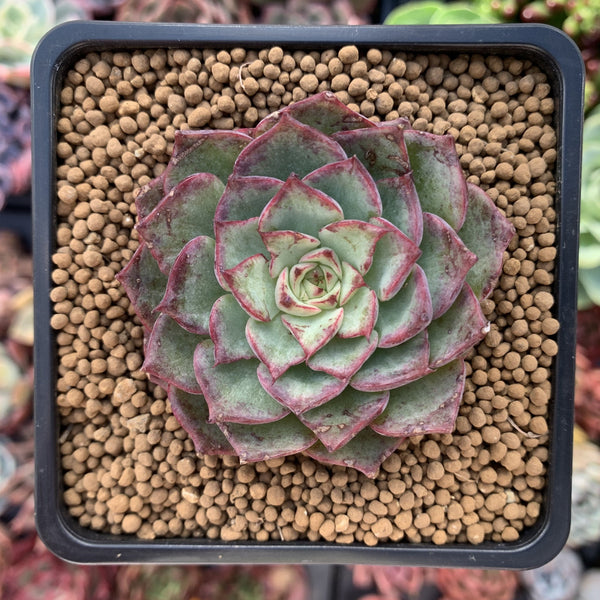 Echeveria 'Dancing Bird' Lightly Variegated 2" New Hybrid Succulent Plant